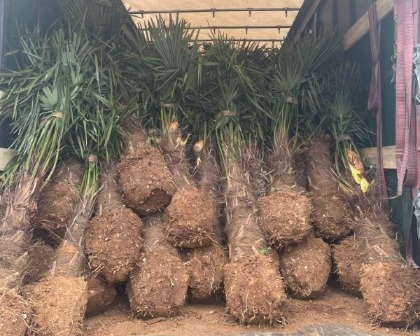 Trachycarpus fortunei palmtrees rootball spain